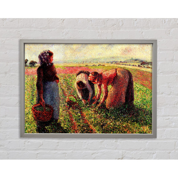 Brambly Cottage Pissarro Erbsen wachsen in Eragny Einzelner